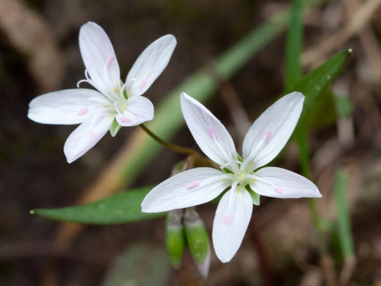 Free stock image of Eastern Spring Beauty created by Pixabay