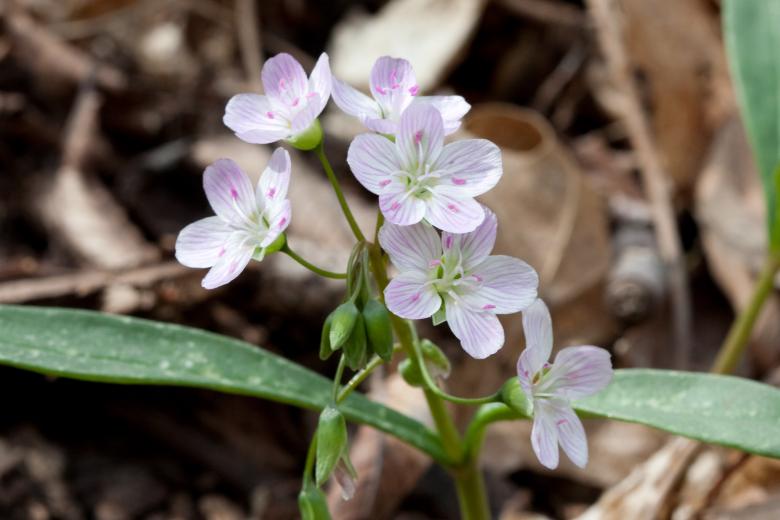 Free stock image of Eastern Spring Beauty created by Pixabay