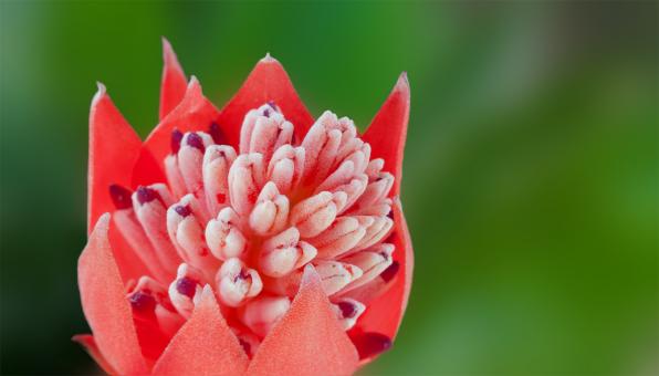Free Stock Photo of Flower in the Garden