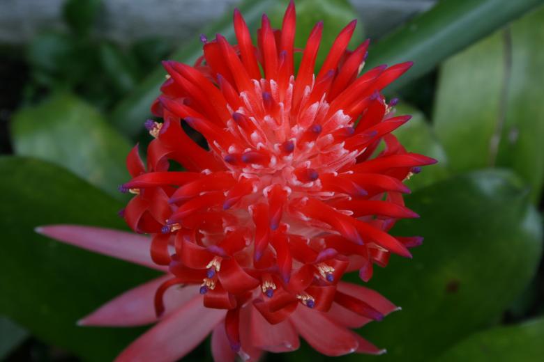 Free stock image of Flower in the Garden created by Pixabay