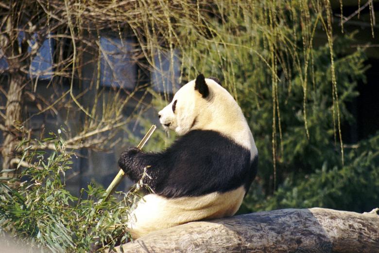 Free stock image of Panda Eating Food created by Pixabay