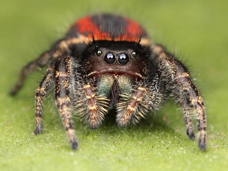 Free stock image of Jumping Spider created by Pixabay