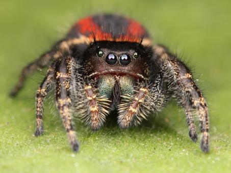Jumping Spider - Free Stock Photo