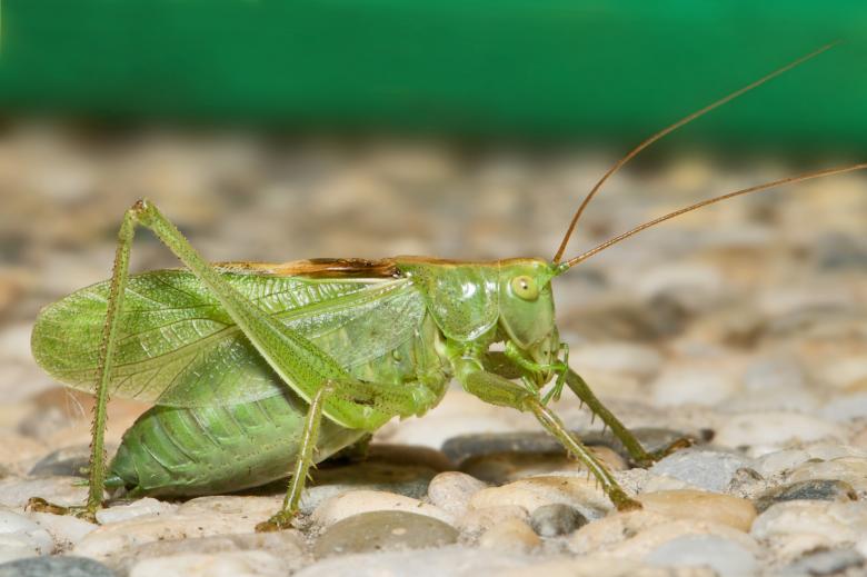 Free stock image of Katydid created by Pixabay