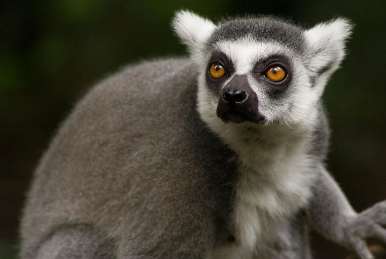 Free stock image of Lemur created by Pixabay