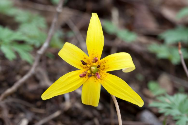 Free stock image of Lily Closeup created by Pixabay