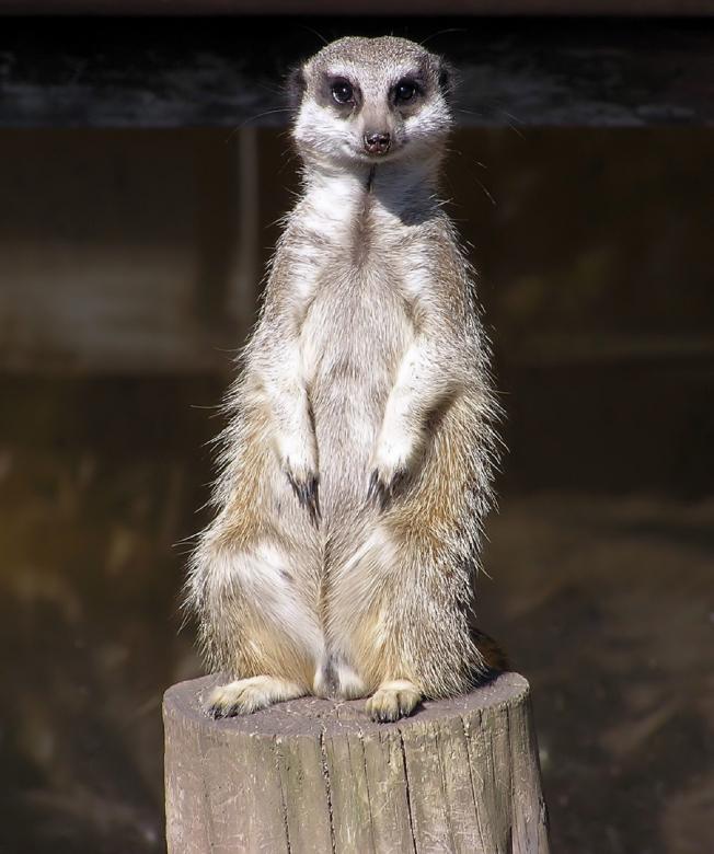 Free stock image of Meerkat Posing  created by Pixabay