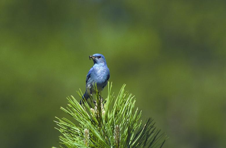 Free stock image of Mountain Bluebird created by Pixabay
