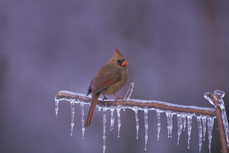 Free stock image of Cardinal in Winter created by Pixabay