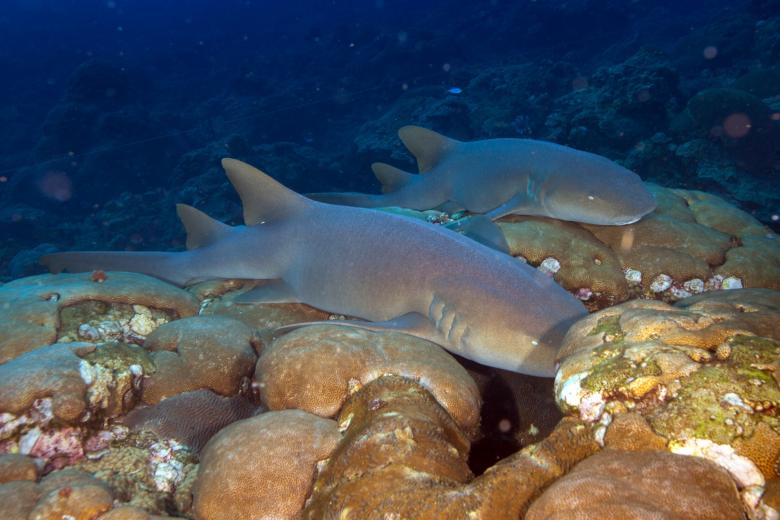 Free stock image of Nurse Sharks created by Pixabay