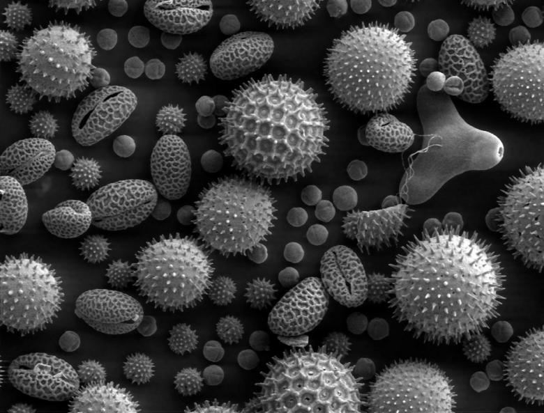 Free stock image of Pollination Through Microscope created by Pixabay