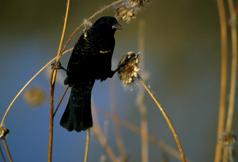 Free stock image of Red Winged Blackbird created by Pixabay