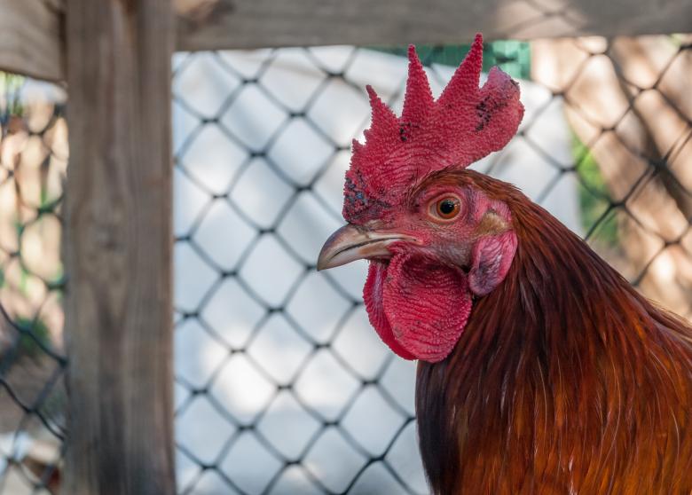 Free stock image of Rooster Closeup created by Pixabay