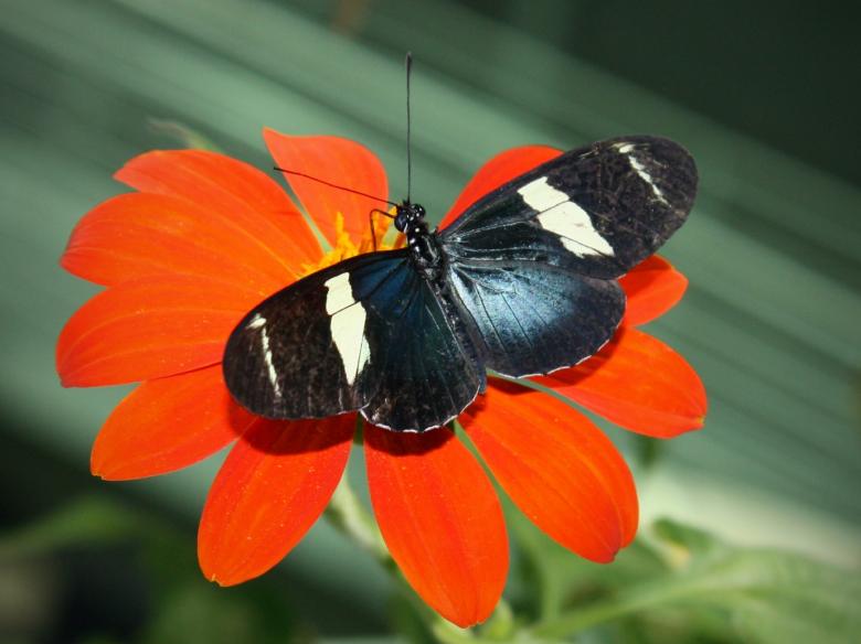 Free stock image of Sara Longwing on the Flower created by Pixabay