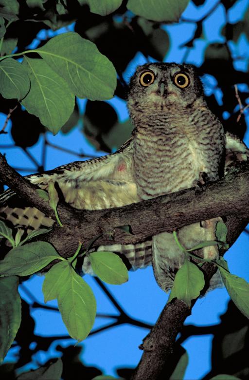 Free stock image of Screech Owl created by Pixabay