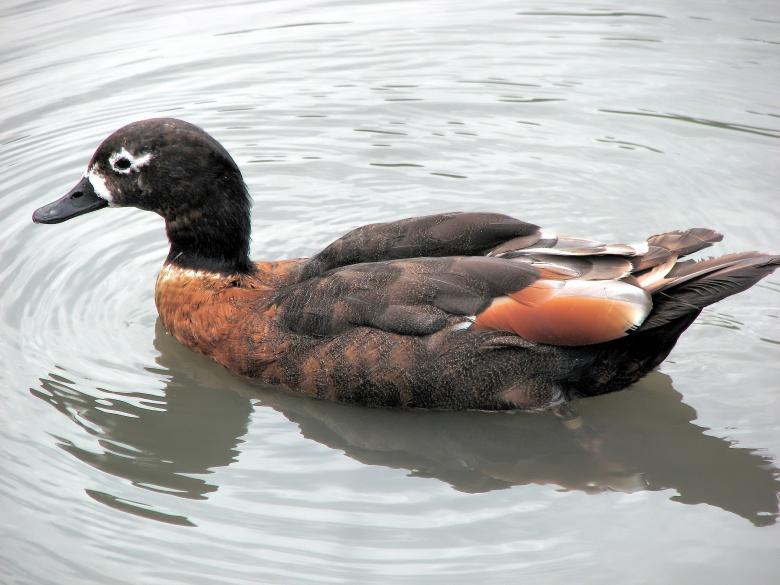Free stock image of Shelduck in the Lake created by Pixabay