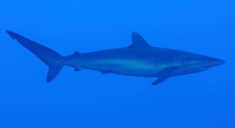 Free stock image of Silky Shark created by Pixabay