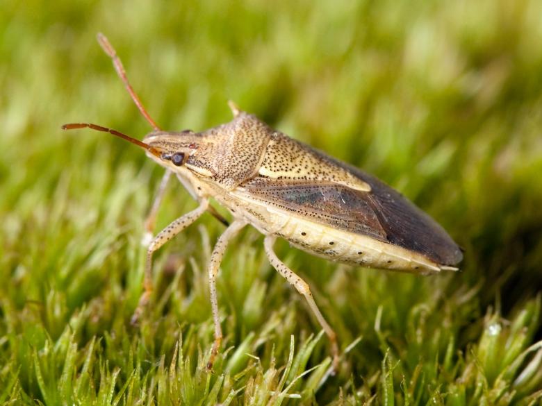 Free stock image of Stink Bug created by Pixabay