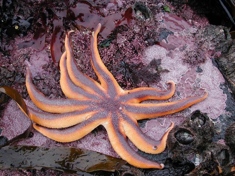 Free stock image of Sun Starfish created by Pixabay