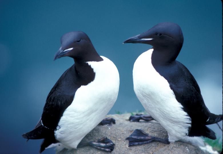 Free stock image of Thick Billed Murres created by Pixabay