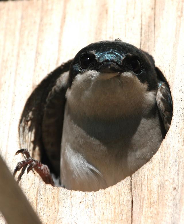 Free stock image of Tree Swallow created by Pixabay