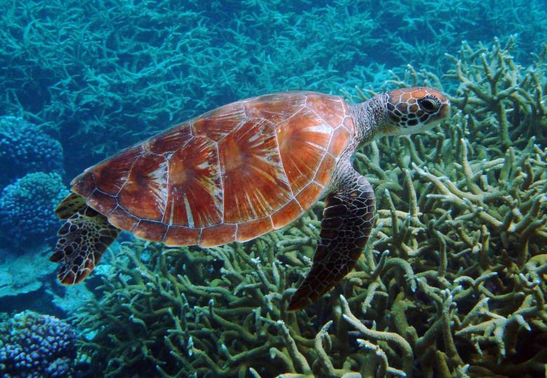 Free stock image of Turtle in the Deep created by Pixabay