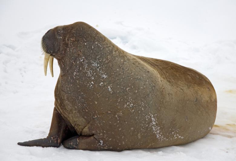 Free stock image of Walrus on the Snow created by Pixabay