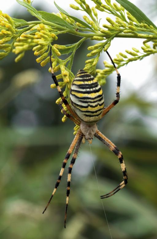 Free stock image of Wasp Spider created by Pixabay