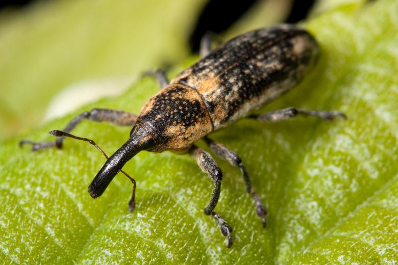 Free stock image of Weevil on the Plant created by Pixabay