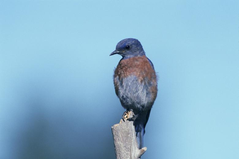 Free stock image of Western Bluebird created by Pixabay