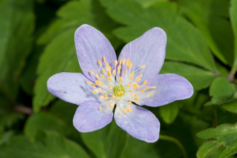 Free stock image of Wood Anemone created by Pixabay