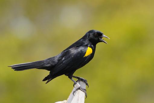 Free Stock Photo of Yellow Shouldered Bird