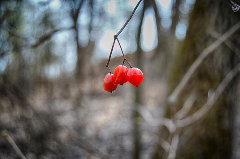 Free stock image of Red berries on the branch created by Ivan Shidlovski