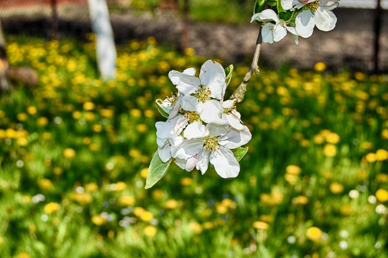 Free stock image of Apple blossom in the garden created by Ivan Shidlovski