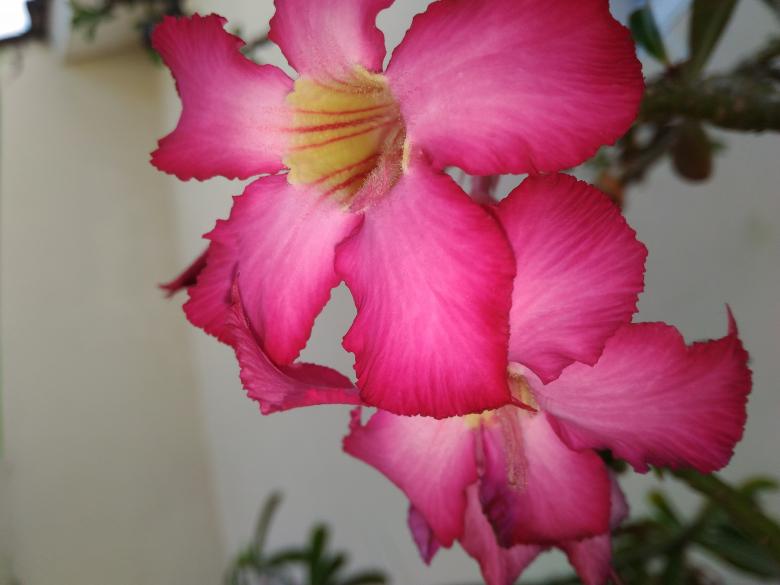 Free stock image of Pink Blossom created by M Naufal Hasani