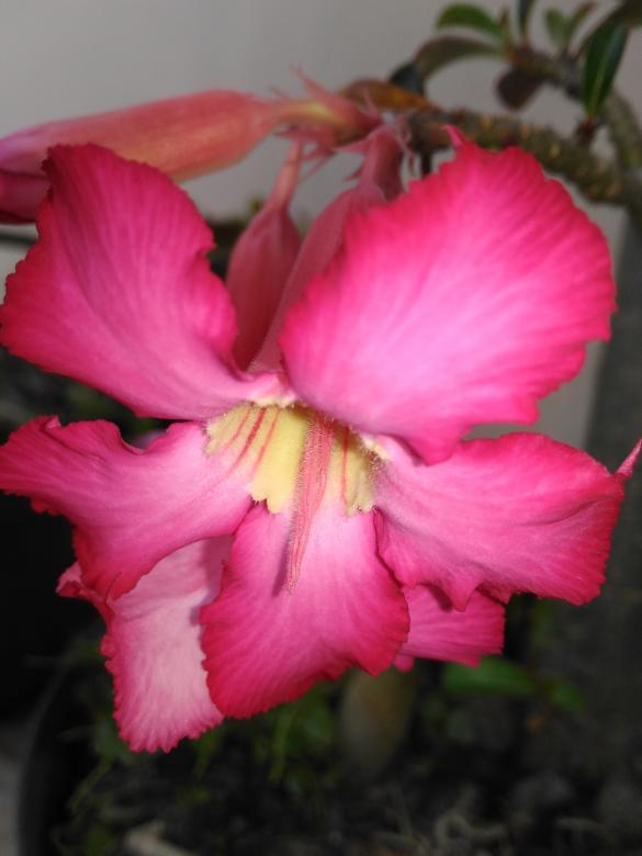 Free stock image of Pink Blossom created by M Naufal Hasani