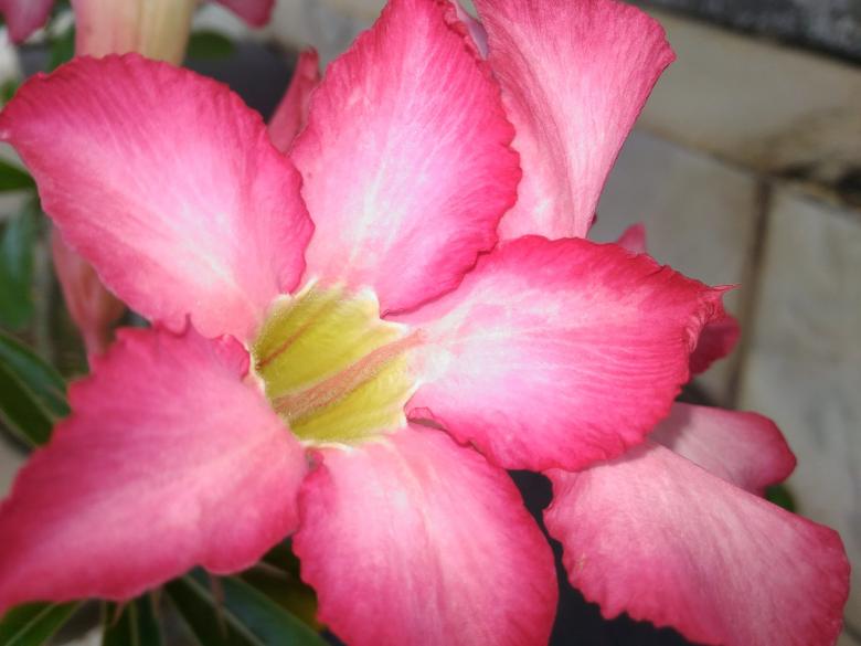 Free stock image of Pink Flower Blossom created by M Naufal Hasani