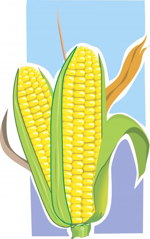 Free stock image of Maize Illustration created by maa illustrations