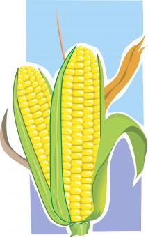 Maize Illustration - Free Stock Photo