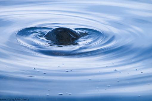 Water Ripples - Free Stock Photo