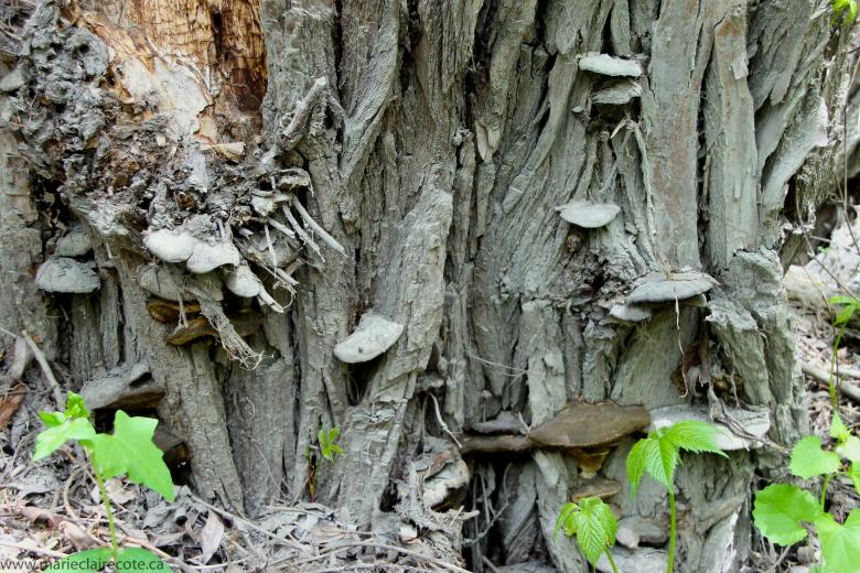 Free stock image of Magic Tree created by Marie-Claire Côté