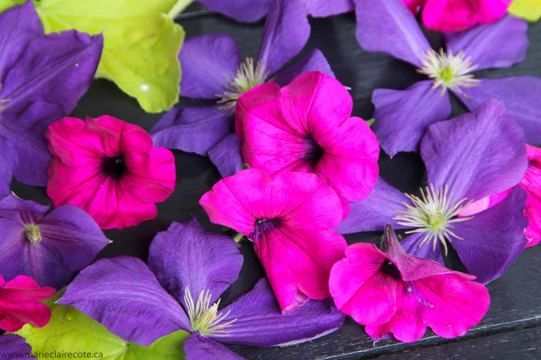 Free stock image of Flowers Galore created by Marie-Claire Côté