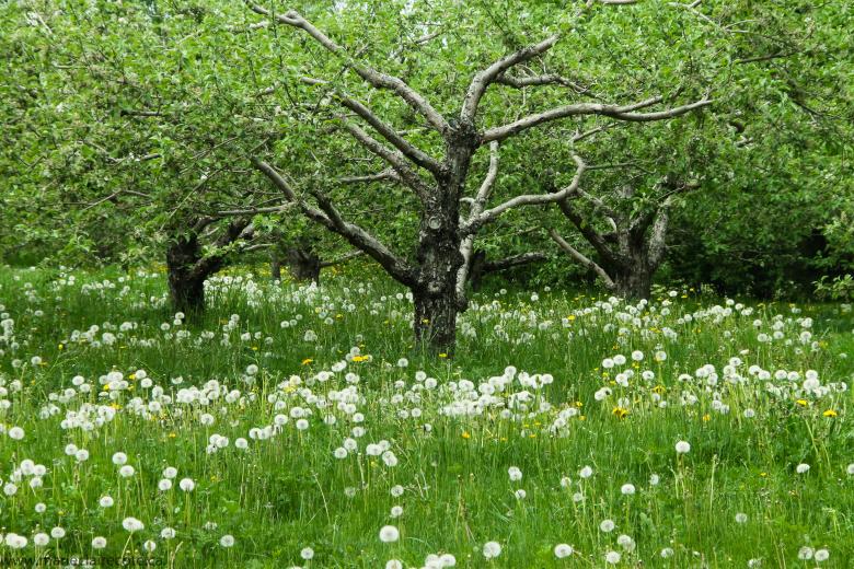 Free stock image of Apple Trees created by Marie-Claire Côté
