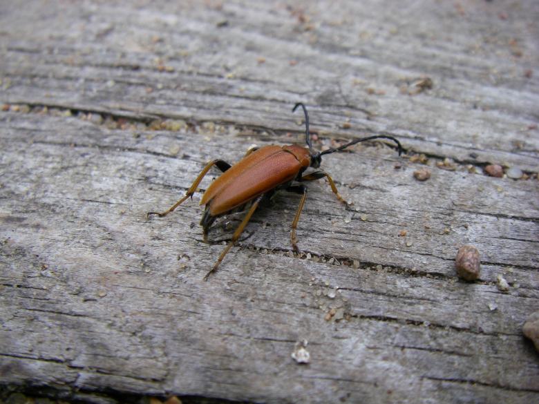 Free stock image of Brown Beetle created by Pixabay
