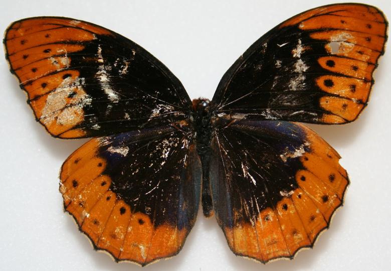 Free stock image of Brown Butterfly created by Pixabay