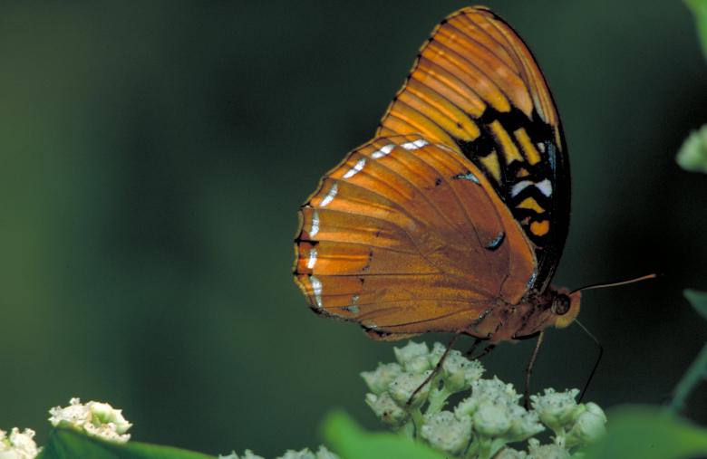 Free stock image of Butterfly on the Flower created by Pixabay