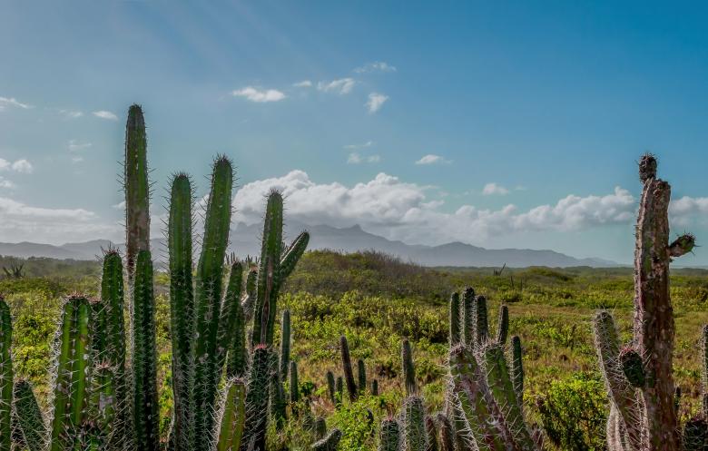 Free stock image of Thorny Cactus created by Pixabay