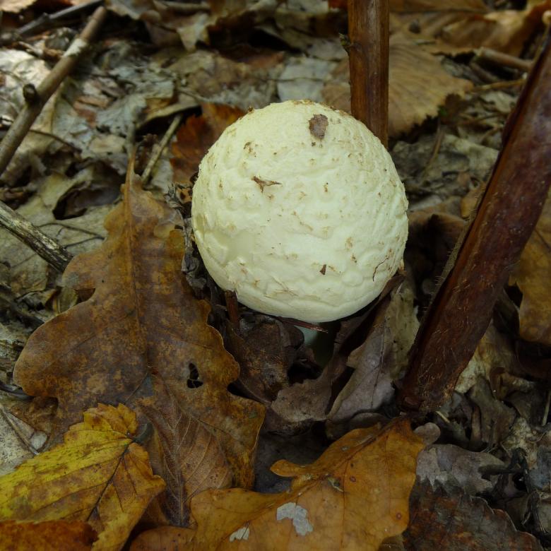 Free stock image of Citron Amanita created by Pixabay