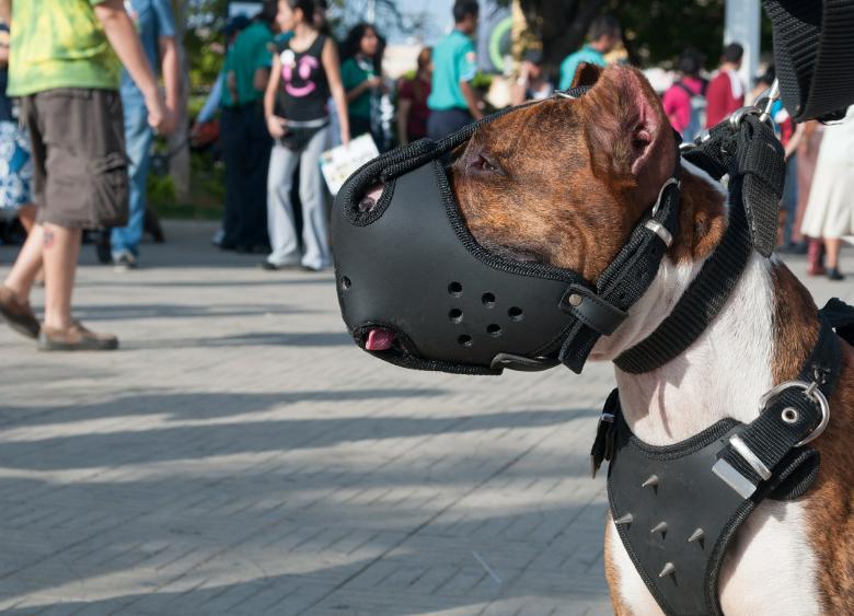 Free stock image of Dog in the City created by Pixabay