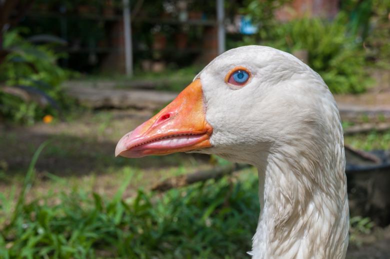 Free stock image of White Goose created by Pixabay
